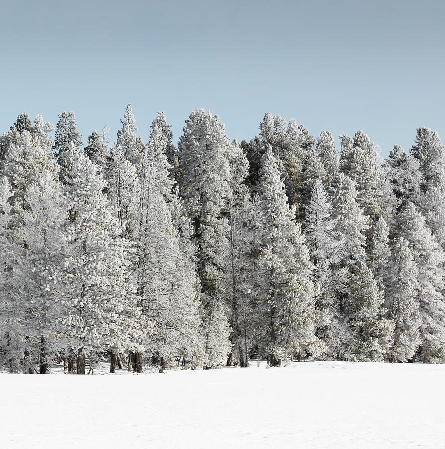Yellowstone National Park In Winter Photograph