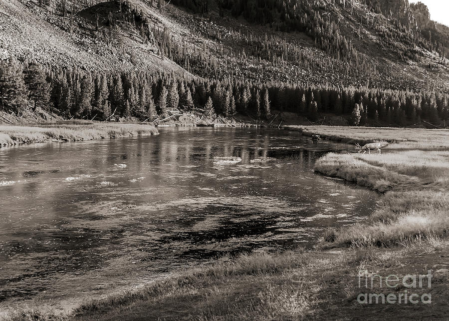 Yellowstone National Park Digital Art - Yellowstone Nez Perce Creek - Black And White by Anthony Ellis