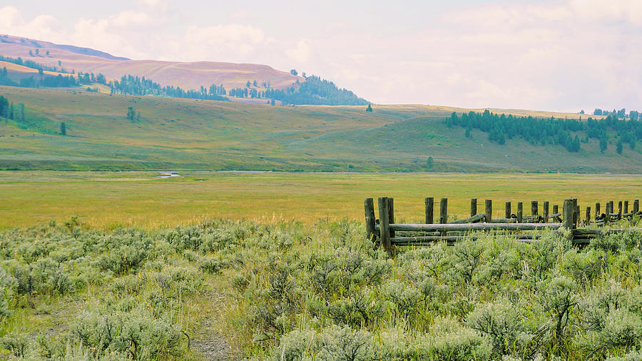 Yellowstone Prairie scene YS19 Photograph by Cathy Anderson