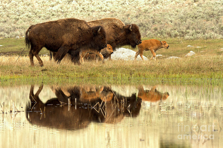 Yellowstone Reflections Of Bison And Their Red Dogs Photograph by Adam Jewell
