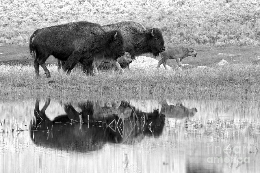 Yellowstone Reflections Of Bison And Their Red Dogs Black And White Photograph by Adam Jewell
