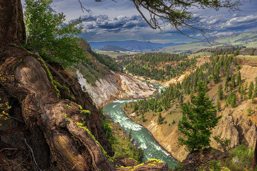 Yellowstone river finding its way Photograph by Willem Roldaan - Fine ...