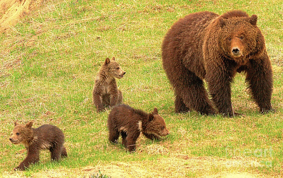 Yellowstone Sow And Triplets Photograph by Adam Jewell