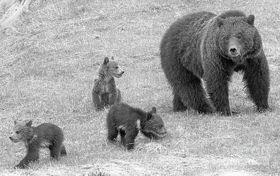Yellowstone Sow And Triplets Black And White Photograph by Adam Jewell