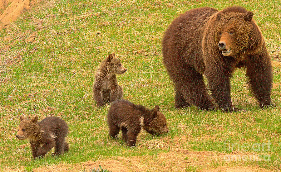 Yellowstone Spring Grizzly Triplets Photograph by Adam Jewell