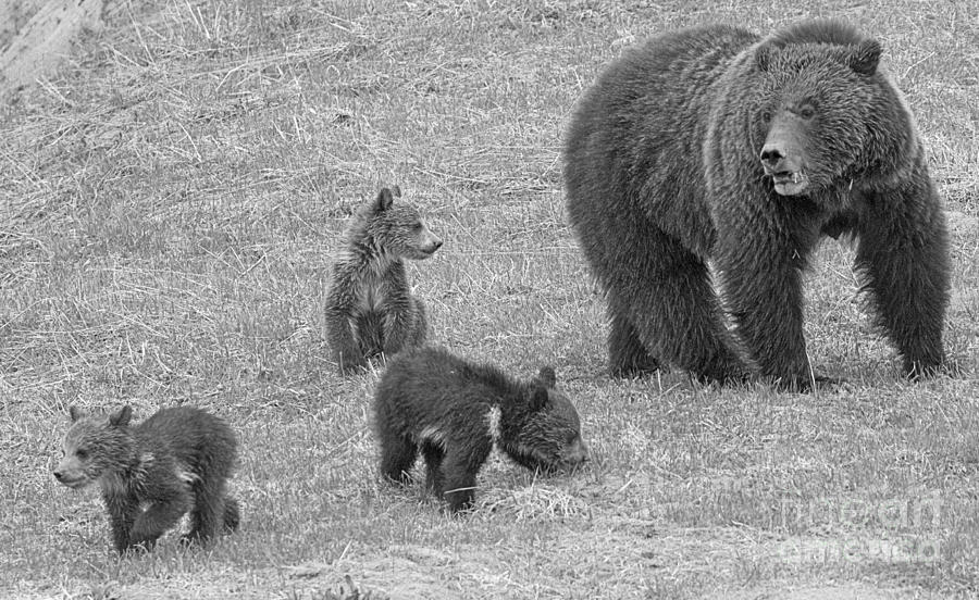 Yellowstone Spring Grizzly Triplets Black And White Photograph by Adam Jewell