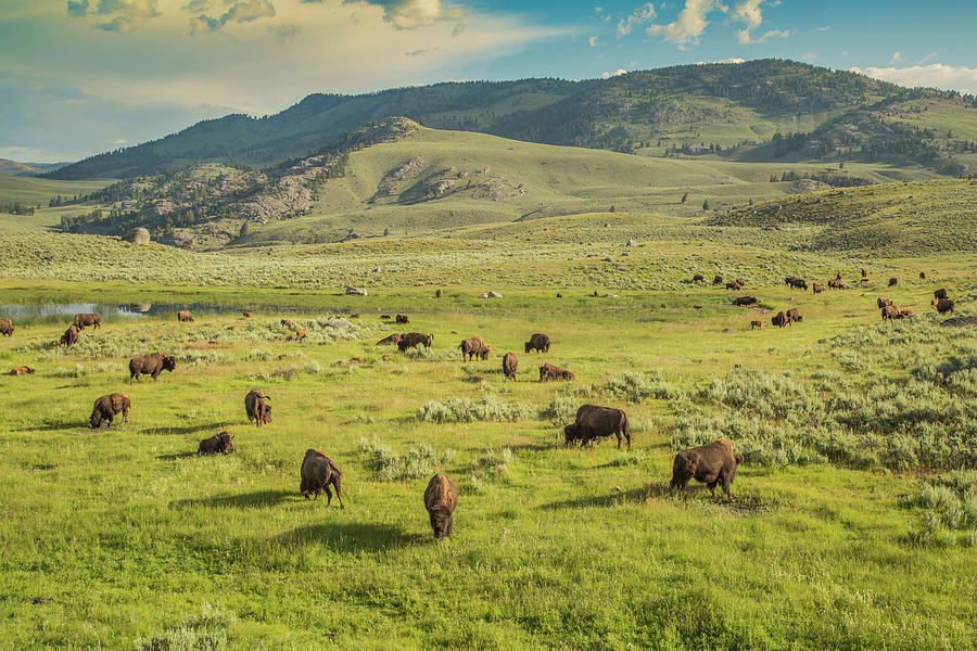 Yellowstone Summer Photograph by Arnie Gidlow - Fine Art America