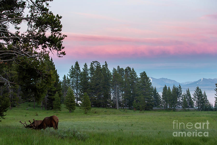 Yellowstone Sunset Photograph by Erin Marie Davis
