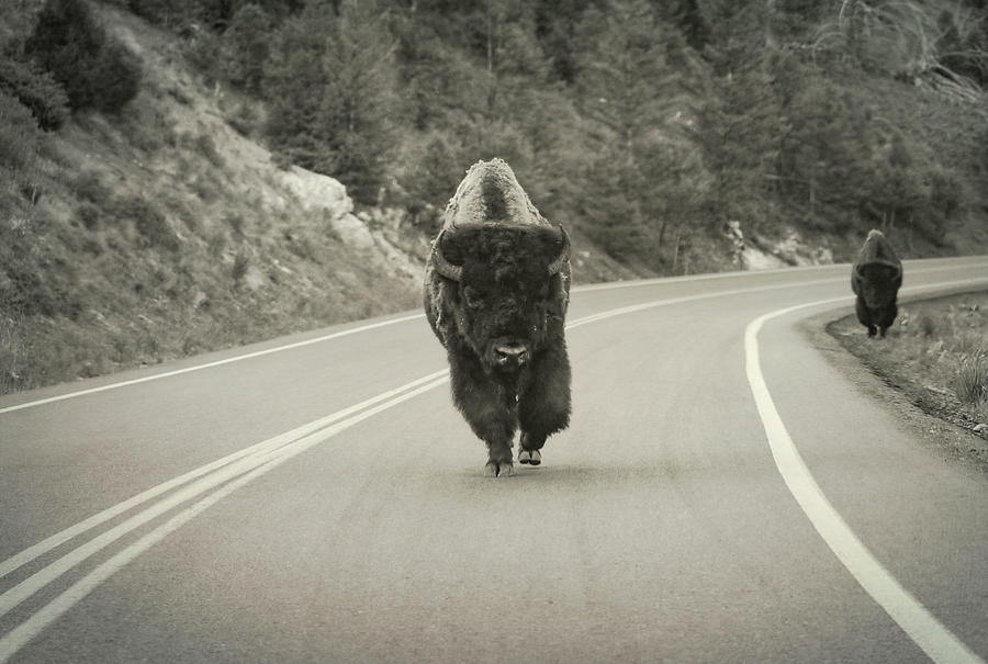 Yellowstone Traffic Jam Photograph by Dan Sproul