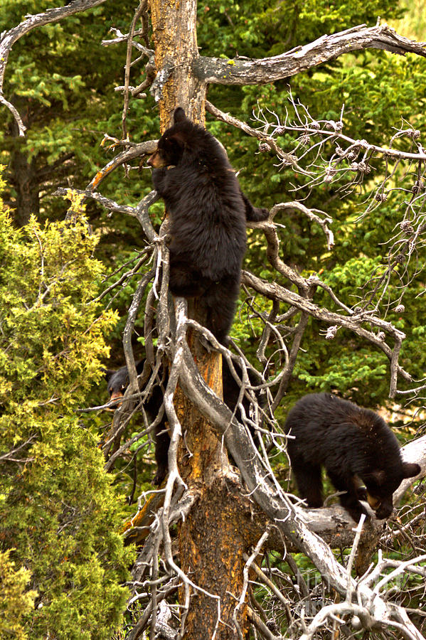 Yellowstone Tree Climbers Photograph by Adam Jewell