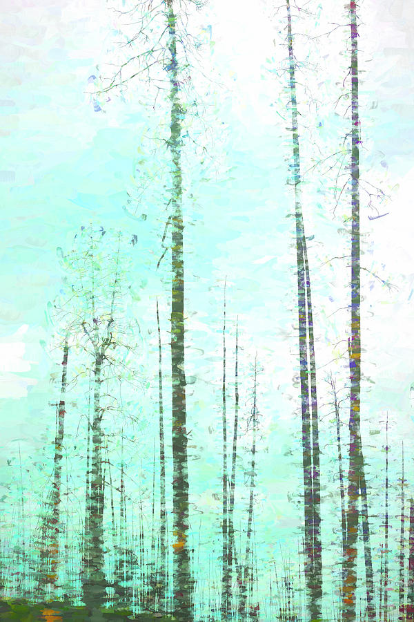 Yellowstone Trees Painted  Digital Art by Cathy Anderson