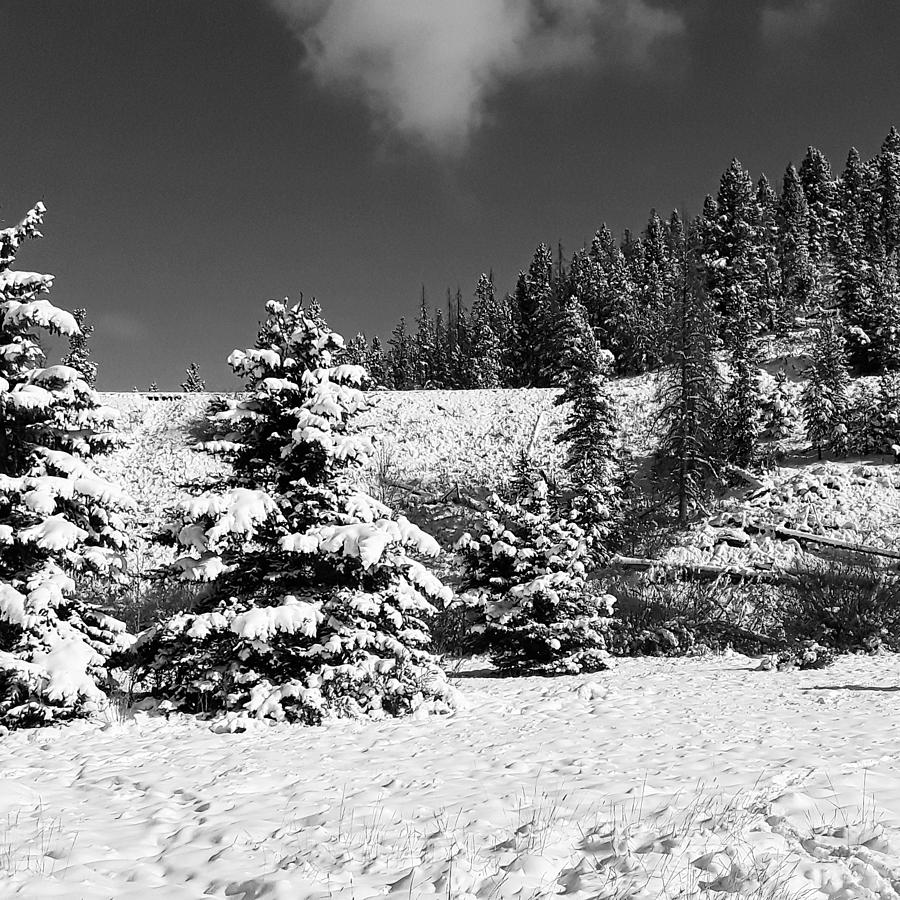 Yellowstone Winter Photograph by Bill Hamilton
