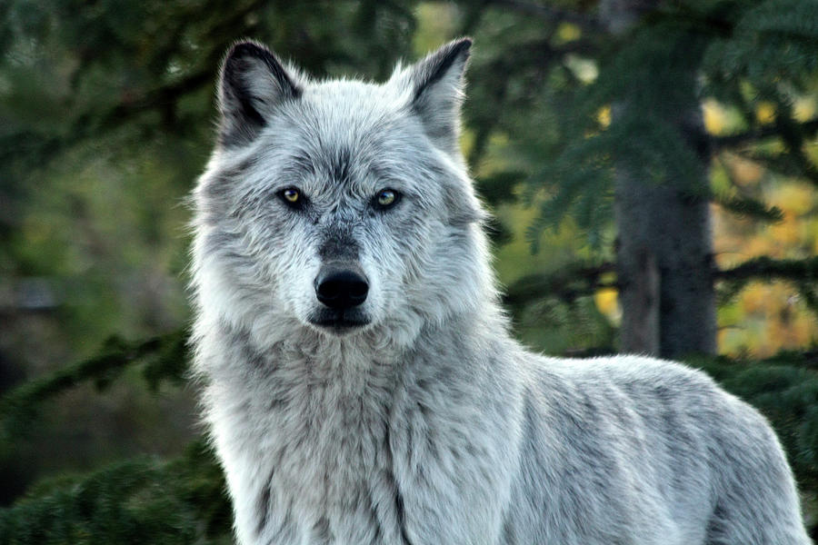 Yellowstone Wolf Photograph by Nicholas McCabe