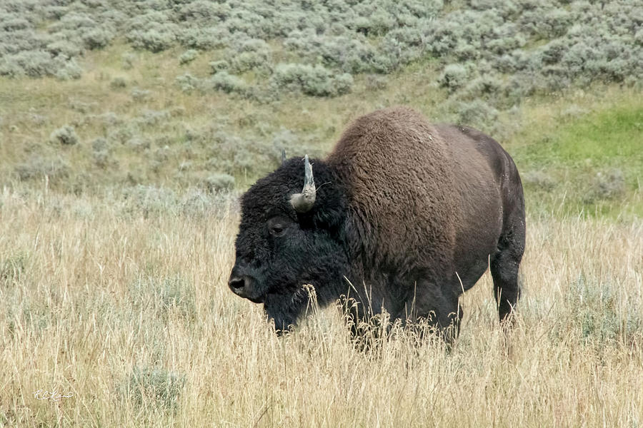 Yellowstone WY - U.S. National Parks - Bison Loner Photograph by Ronald Reid