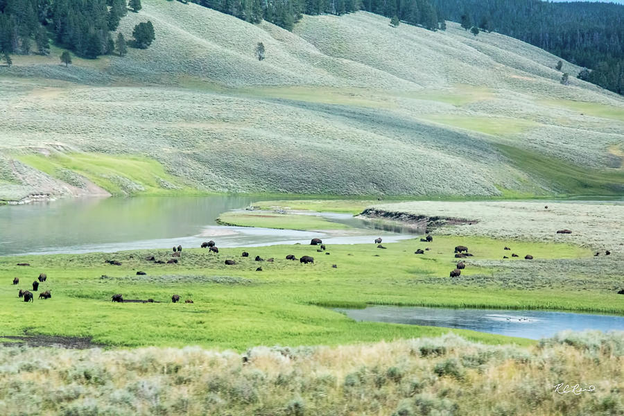 Yellowstone WY - U.S. National Parks - Bison Territory Photograph by Ronald Reid