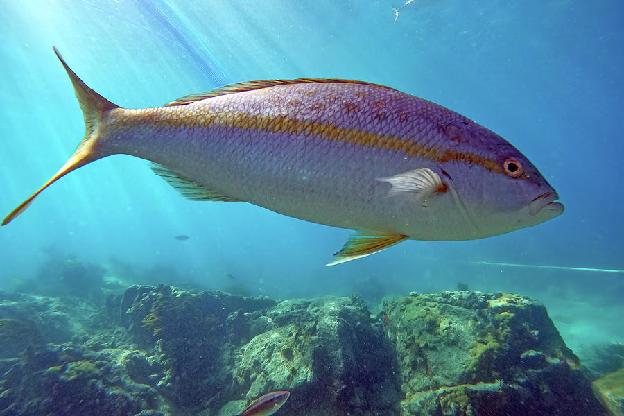 Yellowtail Snapper Photograph by John Haldane - Fine Art America