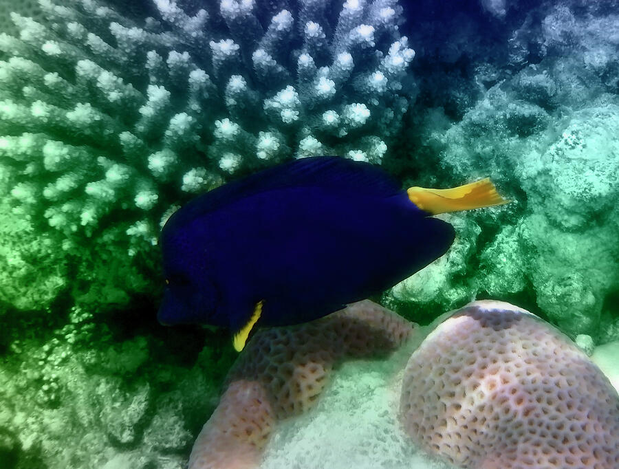 Yellowtail Tang In The Red Sea Photograph by Johanna Hurmerinta