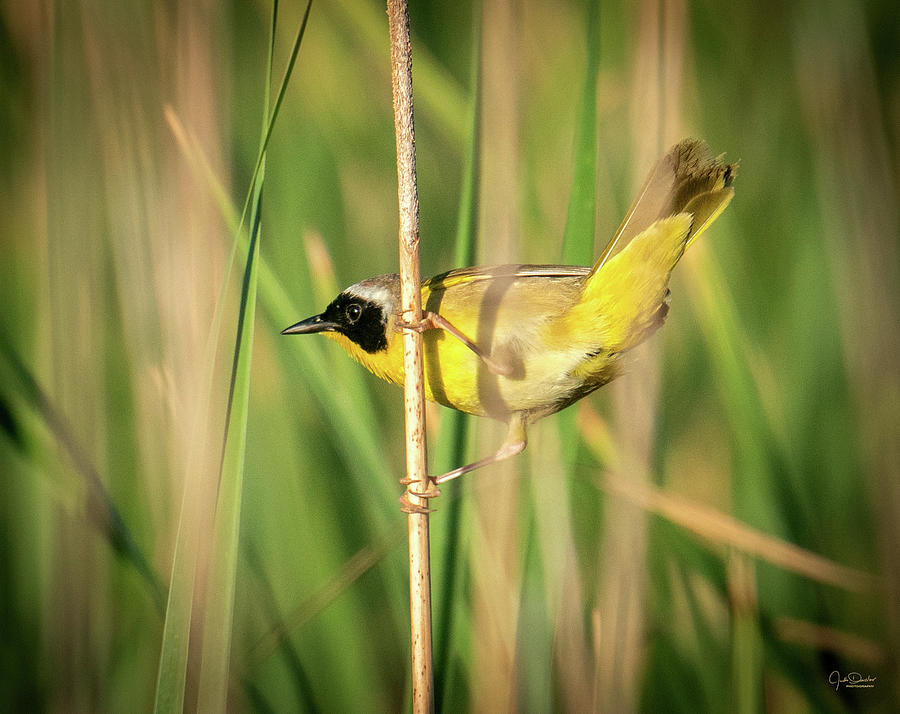 Yellowthroat in the Reeds Photograph by Judi Dressler