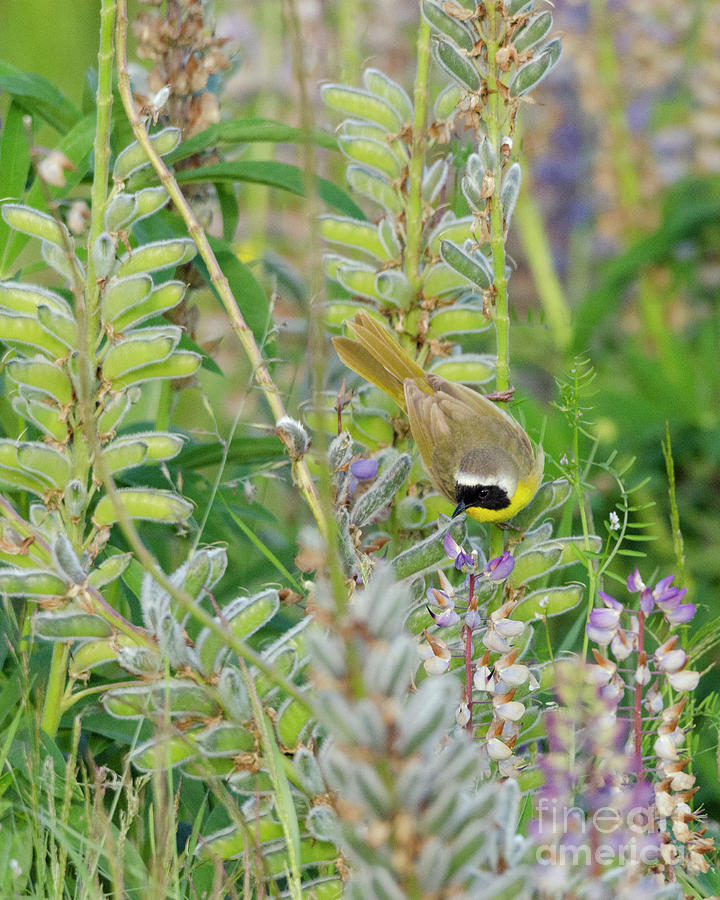 Yellowthroat in Wildflowers Photograph by Kristine Anderson