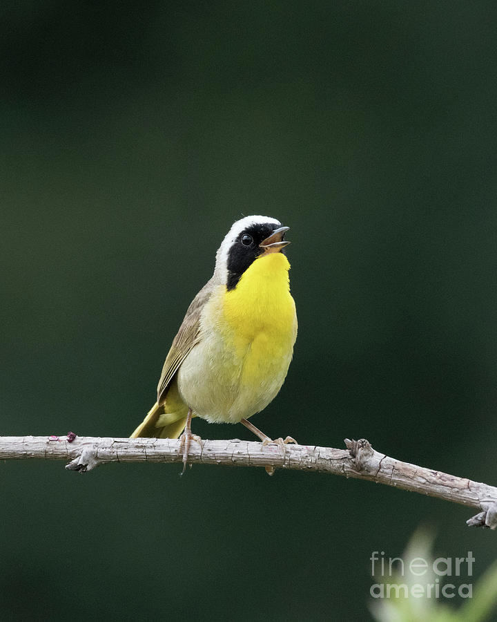 Yellowthroat singing Photograph by Kristine Anderson