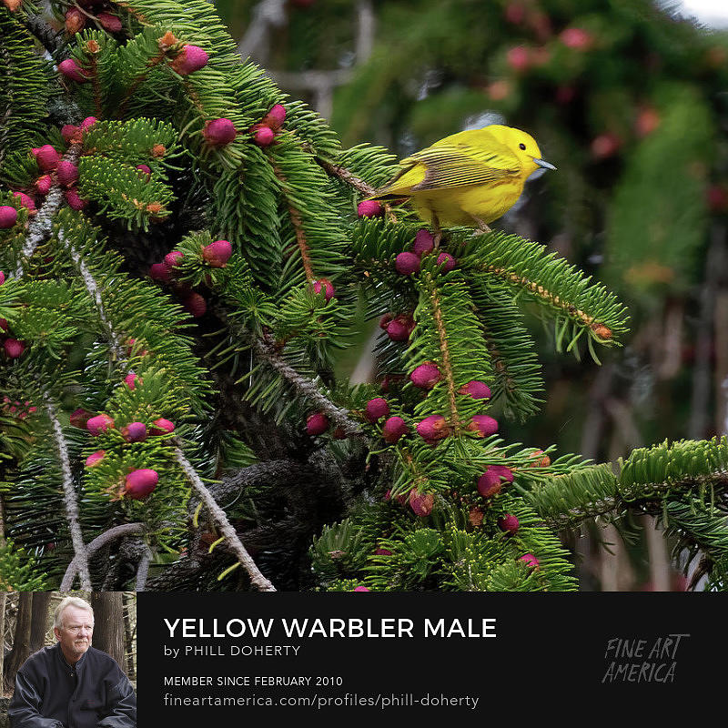 YellowWarbler Male Photograph by Phill Doherty