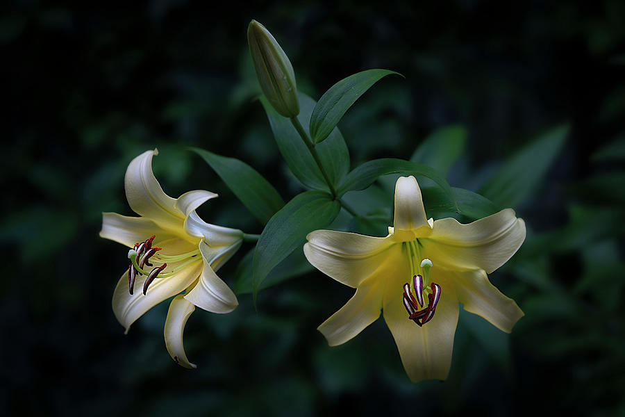 Yelow Lilies Photograph