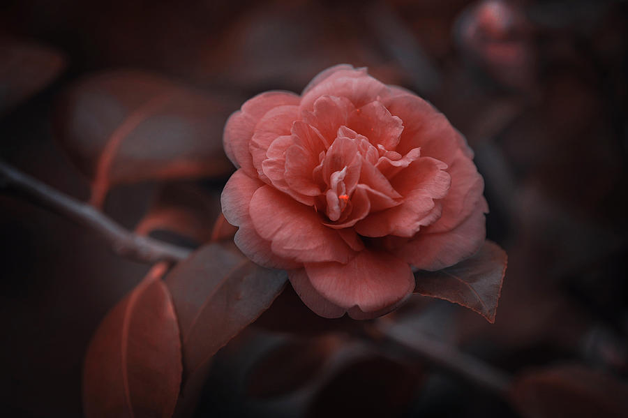 Yennan Camellia Photograph by Jenny Rainbow