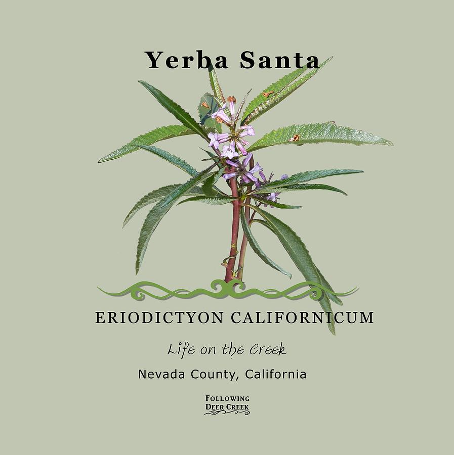 Yerba Santa Eriodictyon californicum Digital Art by Lisa Redfern