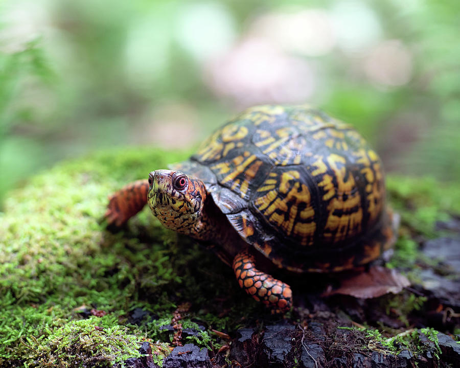 Yertle the Turtle Photograph by Jaki Miller