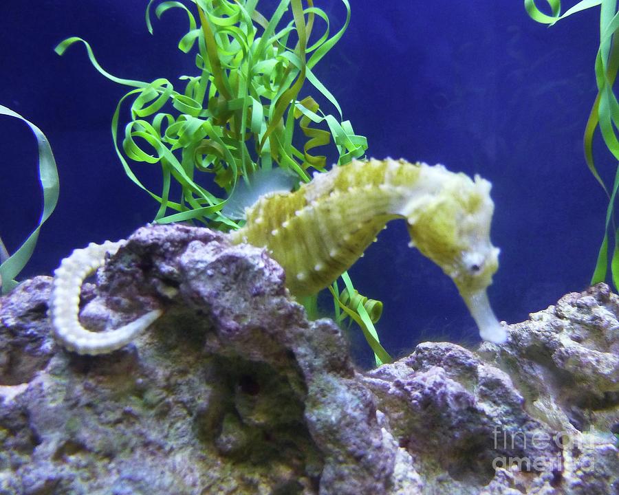 Yes a Seahorse is a Fish Photograph by Barbie Corbett-Newmin