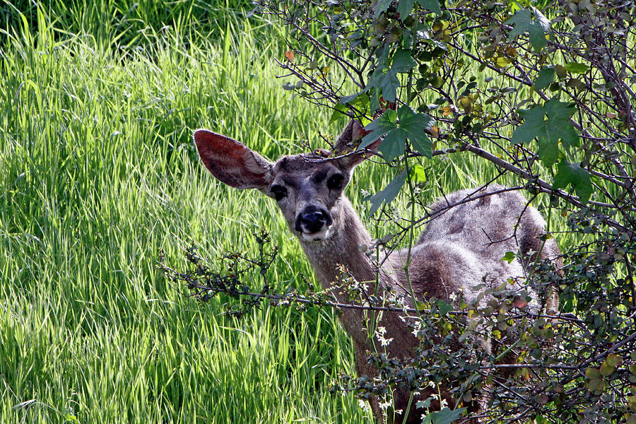 Yes Deer Photograph by Shoal Hollingsworth