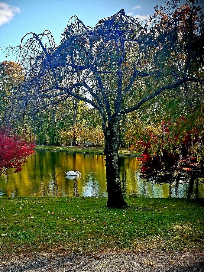 Yesteryear Swan and Her Pond Photograph by Julianne Corbin - Fine Art ...