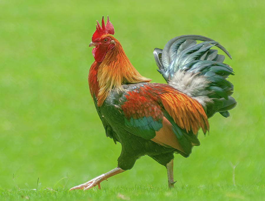 yet another Kauai Rooster. Photograph by Doug Davidson