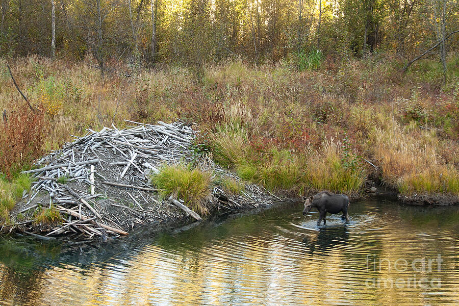Yeti Photograohy - Calf Moose at beaver pond Photograph by David Jennings Yeti Photograohy - Calf Moose at beaver pond Photograph by David Jennings