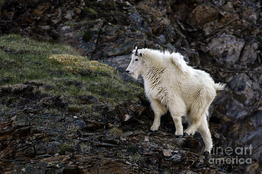 Yeti Photography Beautifully Poised Photograph by David Jennings Yeti Photography Beautifully Poised Photograph by David Jennings