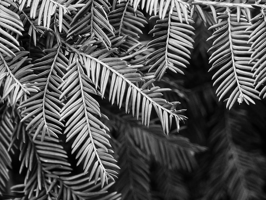 Yew in Black and White Photograph by Todd Bannor