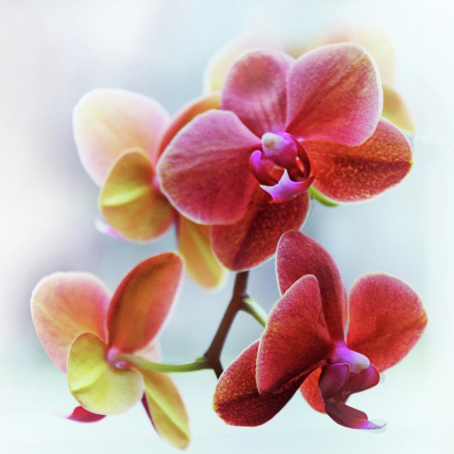 Flower Photograph - Orchid Delight by Jessica Jenney