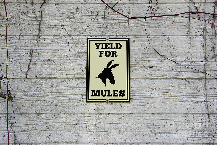 Yield For Mules Sign Grand Rapids Ohio 7412 Photograph by Jack Schultz