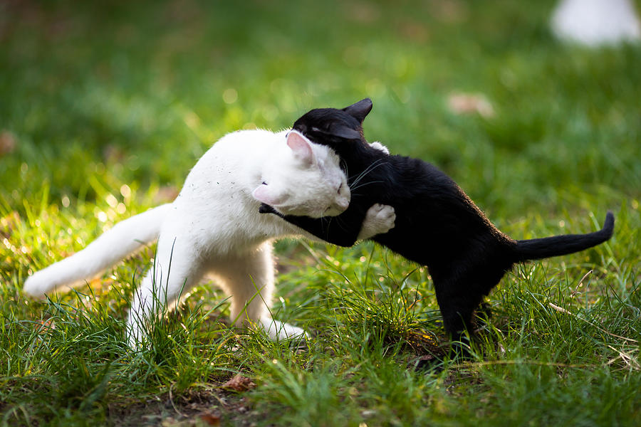 Yin Yang cat fight Photograph by Anthoptic