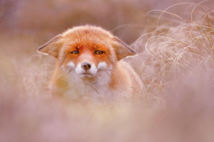 Fox Photograph - Yoda - Funny Fox Face by Roeselien Raimond