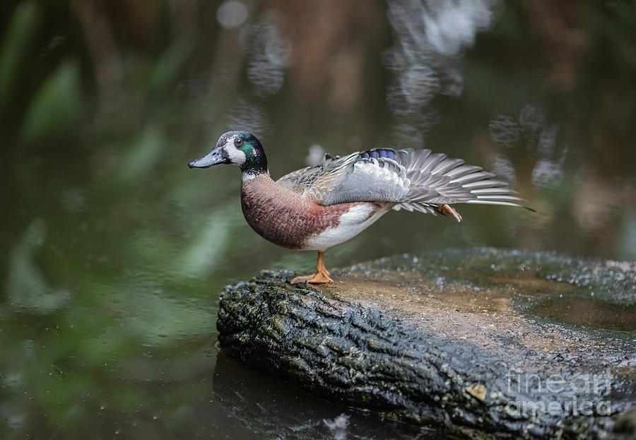 Yoga Duck Photograph by Eva Lechner