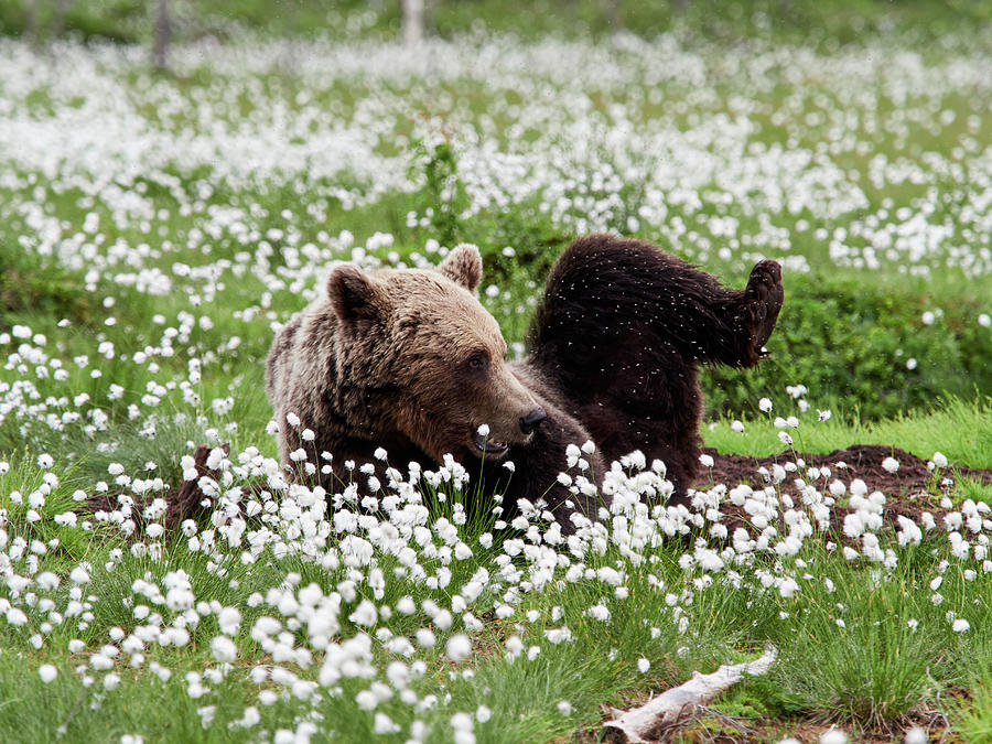 Yoga time. Hares-tail cottongrass and Brown bear 32 Photograph by Jouko Lehto