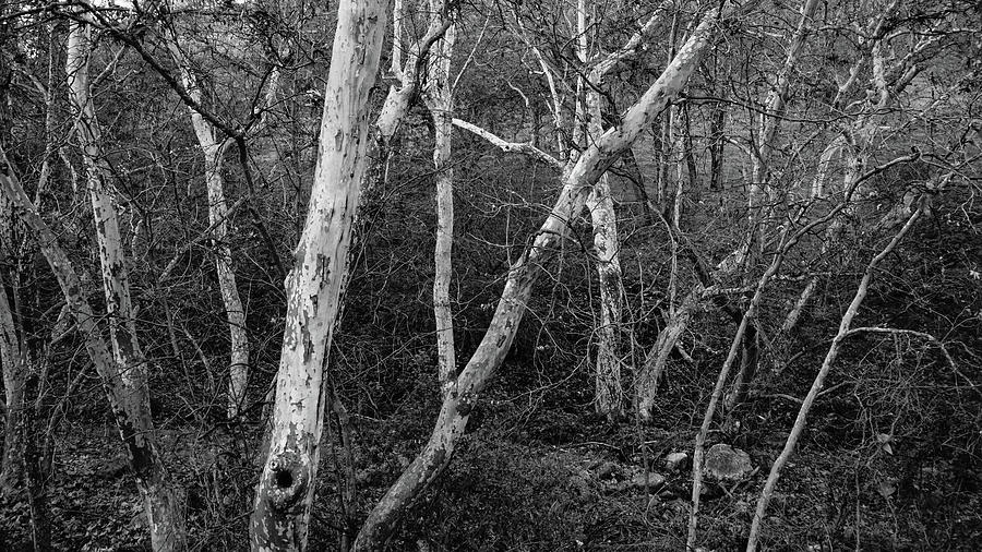 Yokohl Creek Sycamore Trees Photograph by Brett Harvey