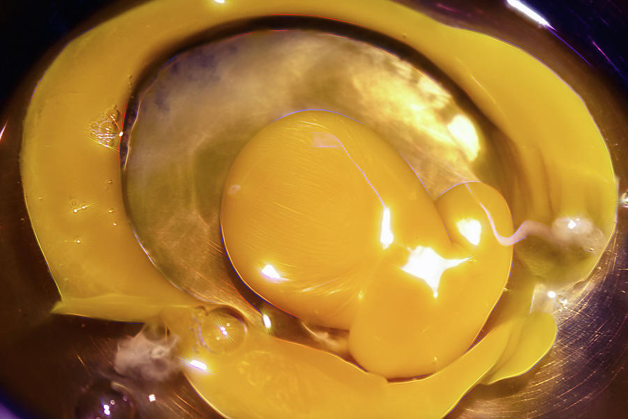 Yolks Photograph by Mike Smale Yolks Photograph by Mike Smale