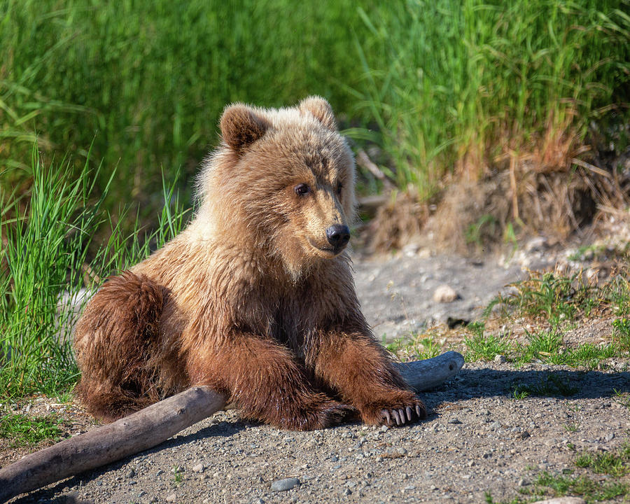 Yong Grizzly Bear Photograph by Alex Mironyuk