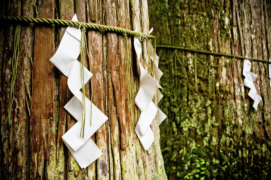 Yorishiro Trees, Nikko. Japon. Photograph by Lie Yim