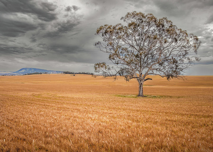 York Wheat Fields Photograph by David Wilkins