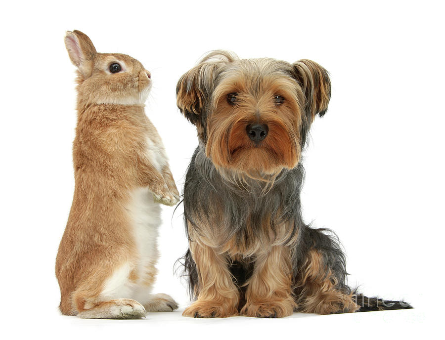 Yorkie and rabbit Photograph by Warren Photographic