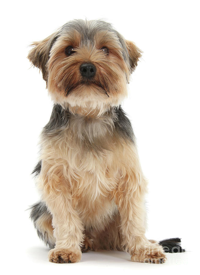 Yorkie dog sitting Photograph by Warren Photographic