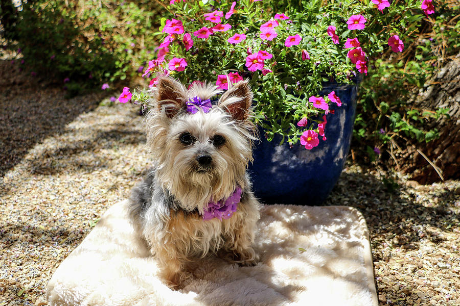 Yorkie Girl with Pink Flowers Photograph by Dawn Richards - Fine Art ...